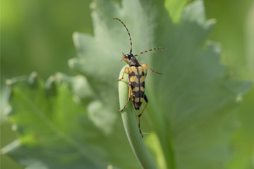 spotted longhorn | Gefleckter Schmalbock