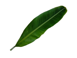 Banana leaf isolated on a white background, natural green leaves