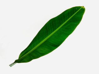 Fototapeta premium Banana leaf isolated on a white background, natural green leaves