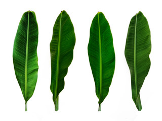 Set of banana green leaf isolated on a white background, natural green leaf