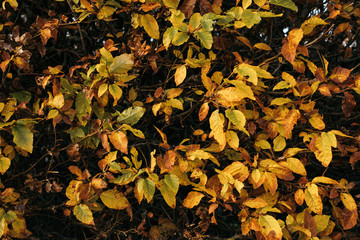 autumn leaves background