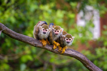 Three common squirrel monkeys sitting on a tree branch - obrazy, fototapety, plakaty