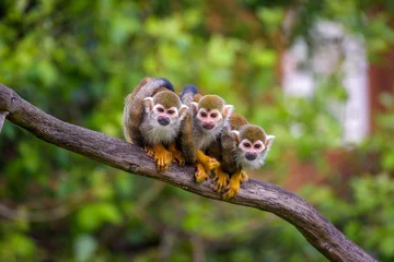 Fotobehang Aap Three common squirrel monkeys sitting on a tree branch  © Nick Fox
