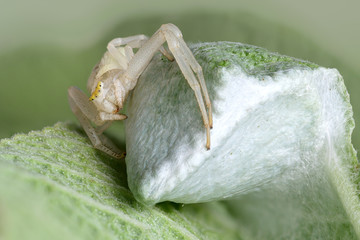 goldenrod crab spider | Veraenderliche Krabbenspinne