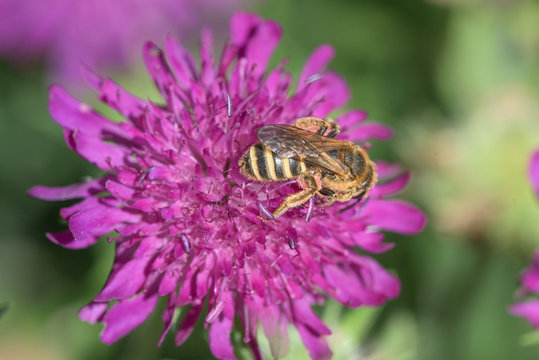 Gelbbindige Furchenbiene (Halictus scabiosae),