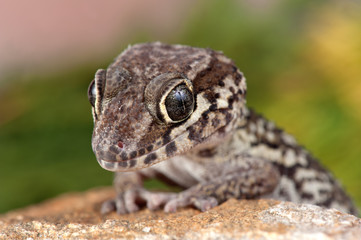 Paroedura picta