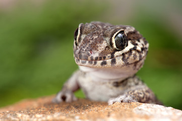 Paroedura picta