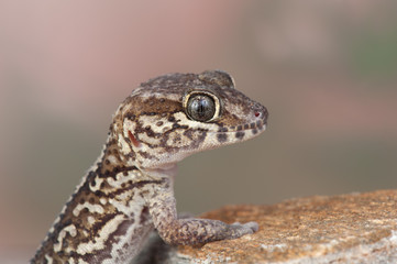 Paroedura picta