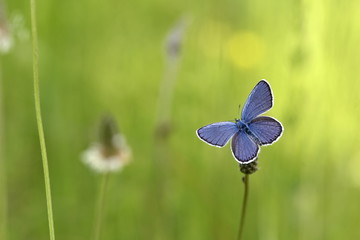 Reverdin's Blue butterfly perched with spread wings on a May evening against green bokeh background.