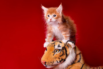 Adorable cute maine coon kitten sitting on a tiger on red background in studio, isolated.