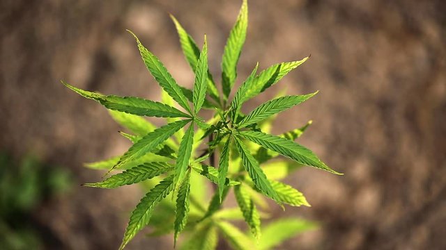 Marijuana plant from above