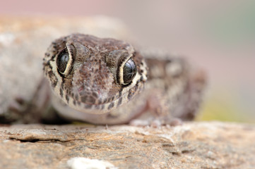 Paroedura picta