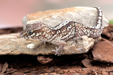 Paroedura picta