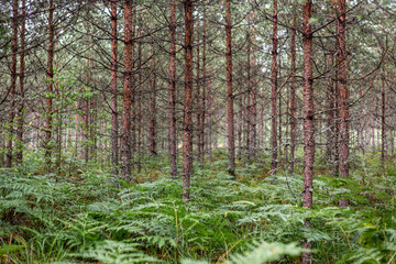 Forest view with new pine trees and fern in summer in Latvia