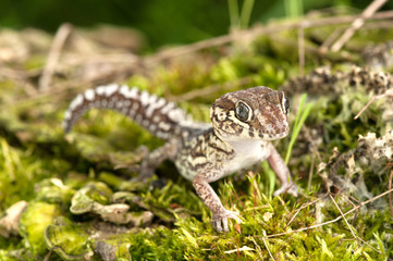 Paroedura picta