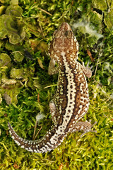 Paroedura picta