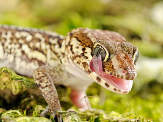 Paroedura picta