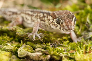 Paroedura picta