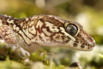 Paroedura picta
