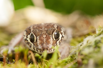 Paroedura picta