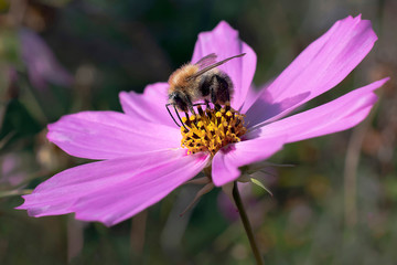 A bumblebee on the flower