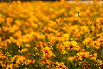 colorful cosmos flowers farm
