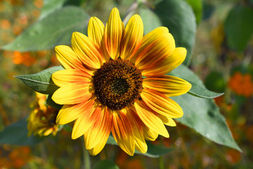 A big sunflower