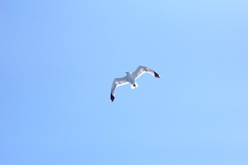 Seagull in flight