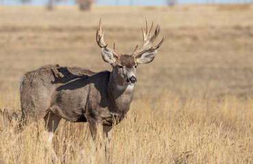 Fototapeta premium Mule Deer Buck in Colorado in Autumn