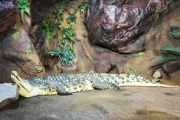 Crocodile on vacation.