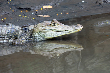 Cayman in Costa Rica. Head of a crocodile (alligator) closeup.