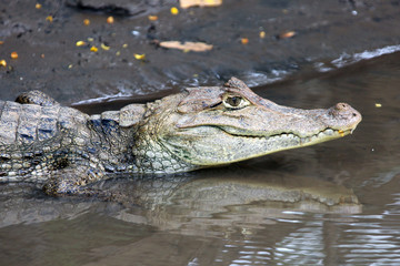 Cayman in Costa Rica. Head of a crocodile closeup.