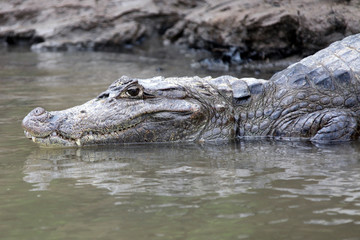  Cayman in Costa Rica. The head of a crocodile (alligator) closeup. Кайман в .Коста-Рике. Голова крокодила (аллигатора) крупным планом