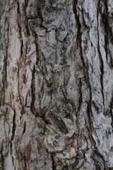 Side of tree
