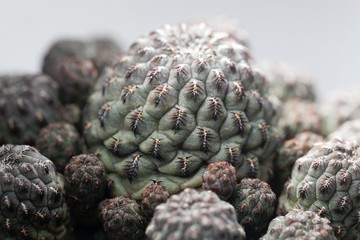 Macro photo of the cactus Rebutia canigueralli
