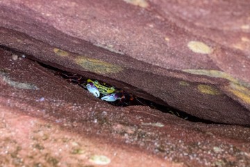 Purple rock crab (leptograpsus variegatus) hiding between two red stones on a coast in Kalbarri National Park