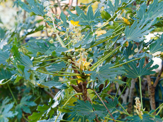Fatsia japonica | Japanese aralia or glossy-leaf paper plant. Ornamental shrub with dark-green,...