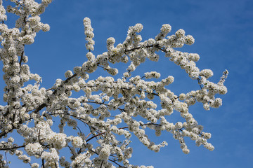 Close up white cherry blossom over clear blue sky