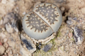 The Living stone plant Lithops hallii ssp ochracea, from the Upington area in South Africa, C98 region.
