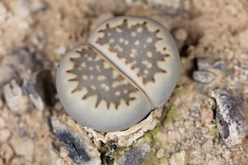 The Living stone plant Lithops hallii ssp ochracea, from the Upington area in South Africa, C98 region.