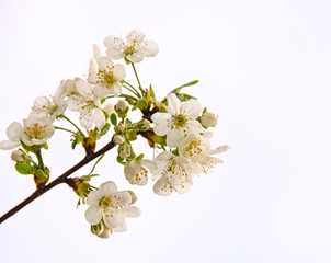 Naklejka na ściany i meble Close up white cherry blossom over white sky