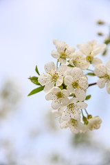Close up white cherry blossom over clear blue sky