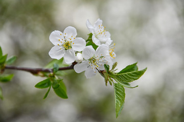 Close up white cherry blossom