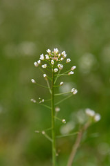 Close up white Capsella flowers in green grass