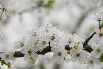 Close up white cherry blossom