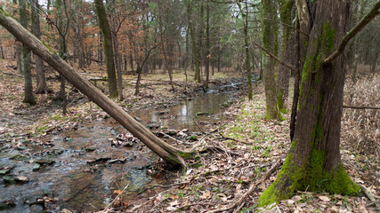 Woodland stream with fallen tree in autumn