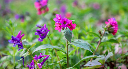 Flowers of lungwort close up in the woods on a blurry background_