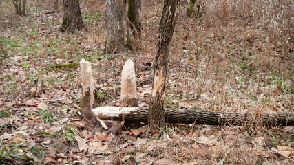 Beavers have cut down trees in an Oklahoma forest