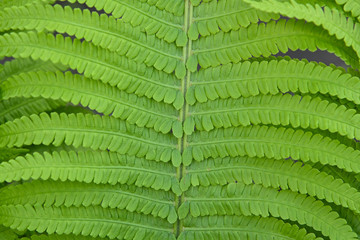 Close up background of green fern leaves