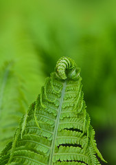 Close up background of green fern leaves